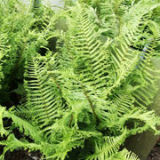 Hardy Fern Dryopteris affinis 'Polydactila Dadds'